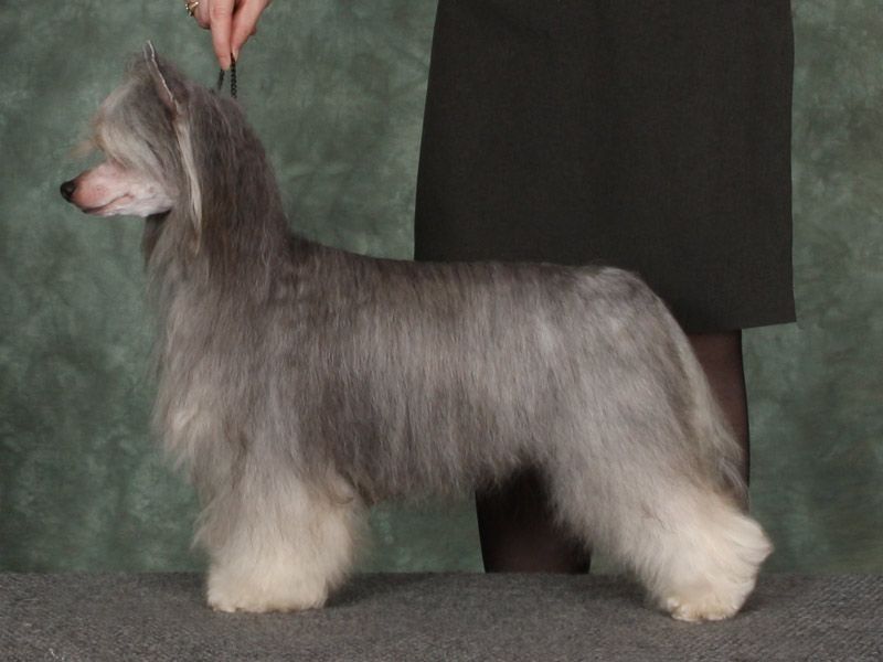 Kalan's Penthouse Pet