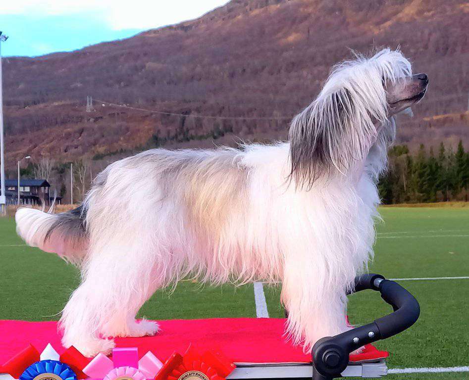 Million Dollar Baby Heybett