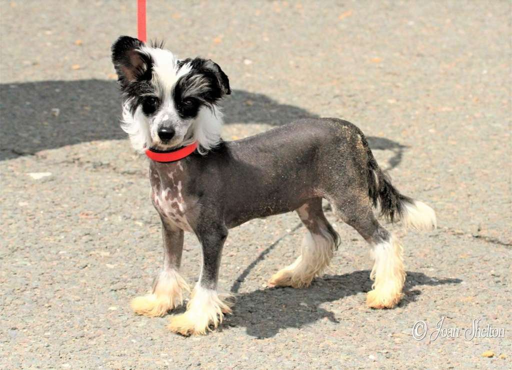 Scherzando Quaver at Jassendue JW