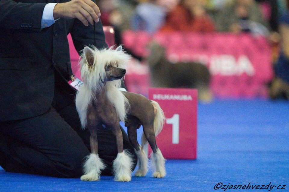 JCH. Yam Mey's Aston Martin