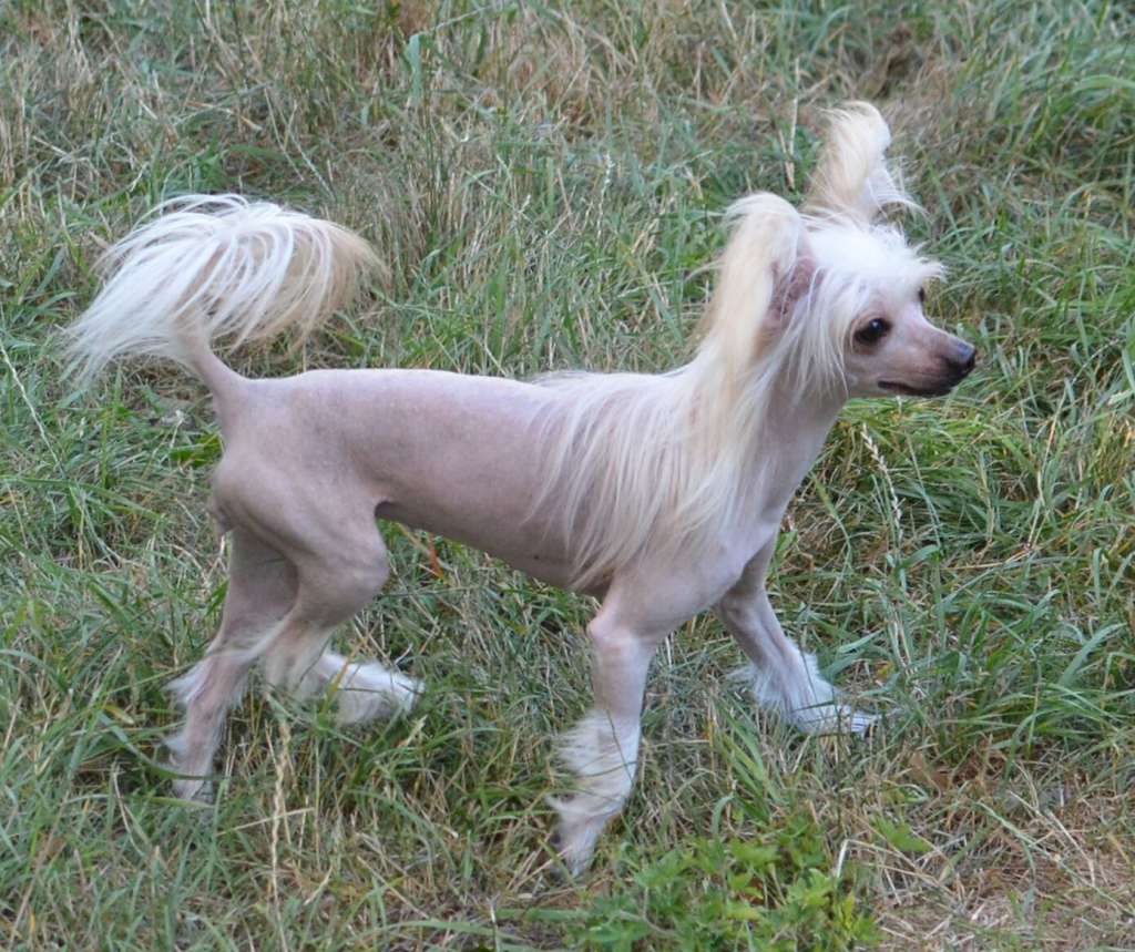 Magic of Success Under Bright Star