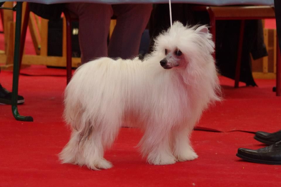 Hélizabeth des gardiens des elfes 