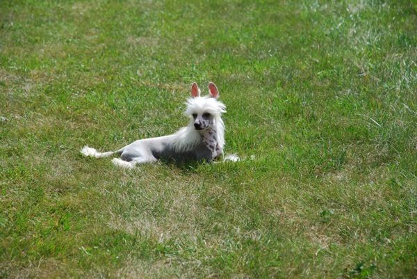 De La Mahafu's HP Leone