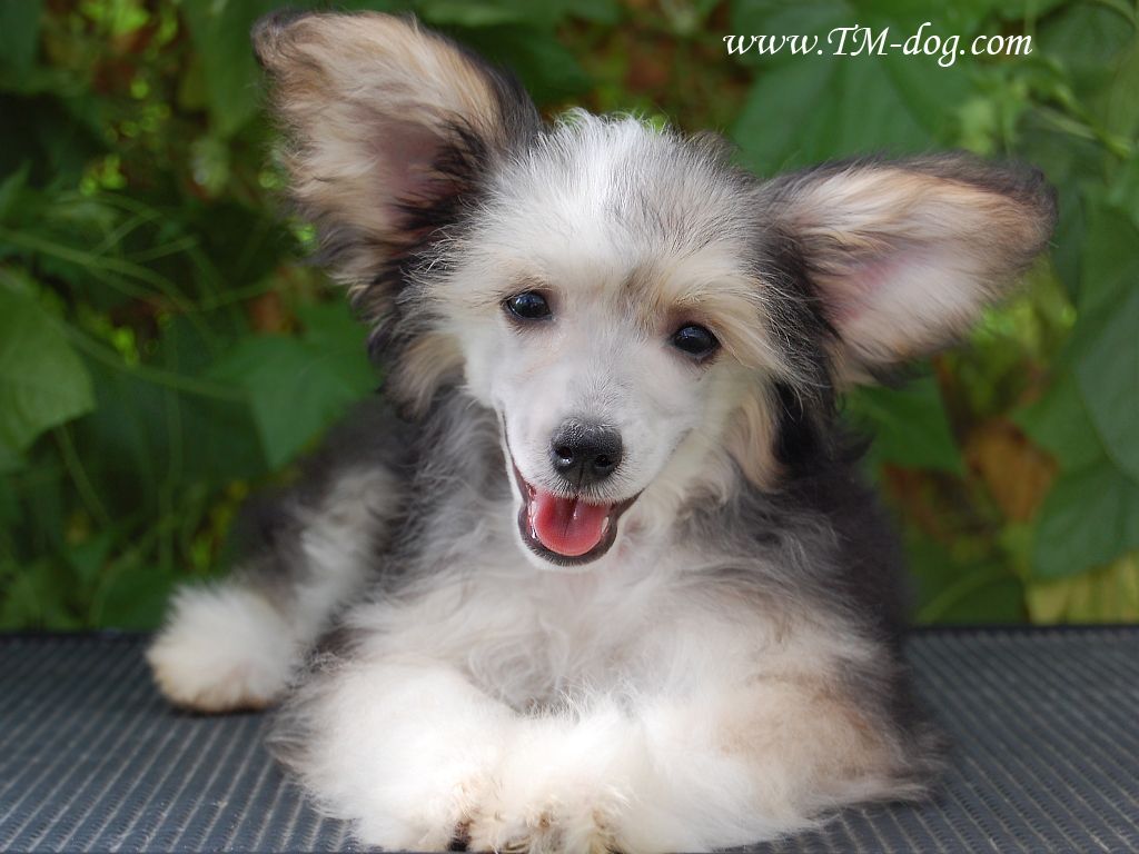 True Magnifisen Charming baby