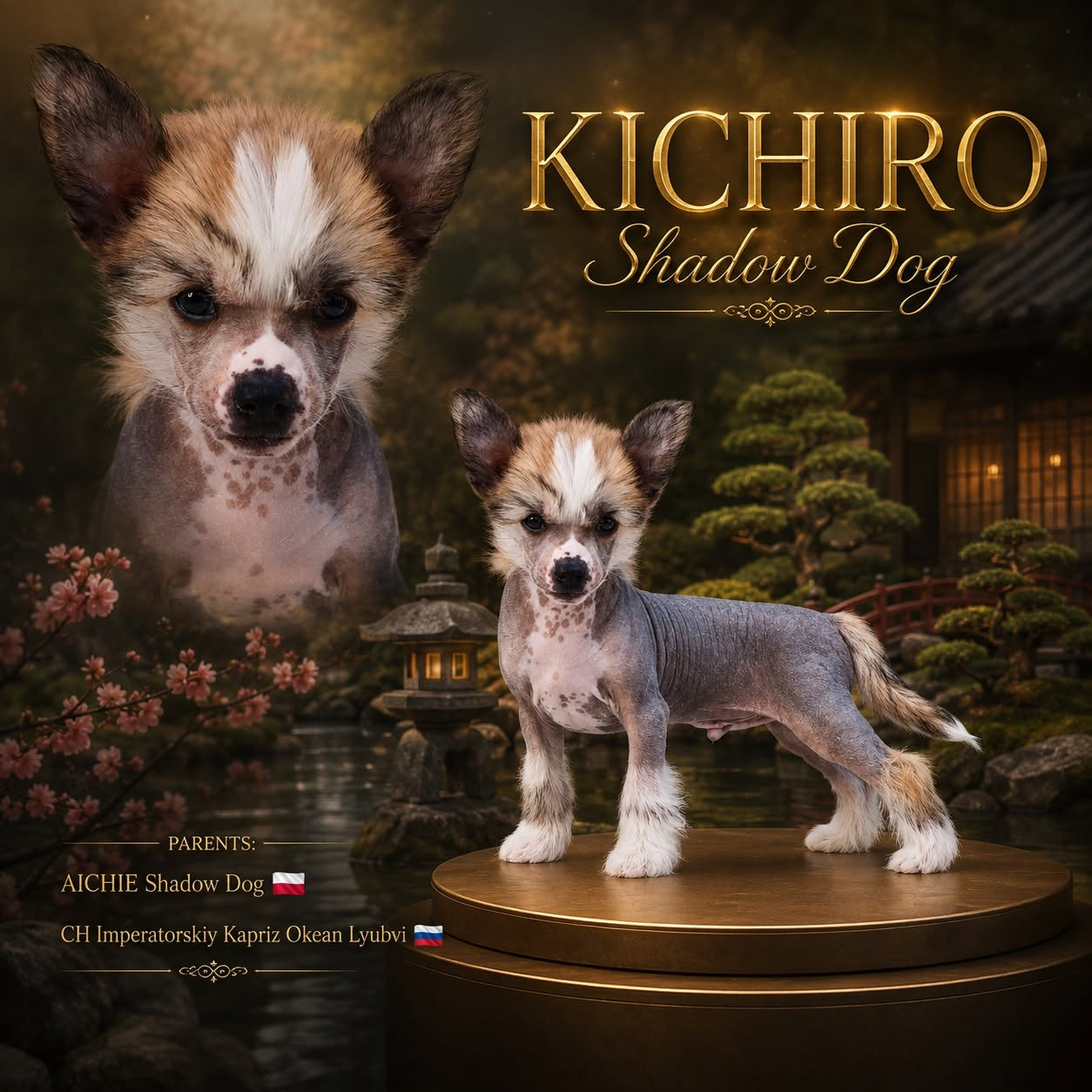 KICHIRO Shadow Dog