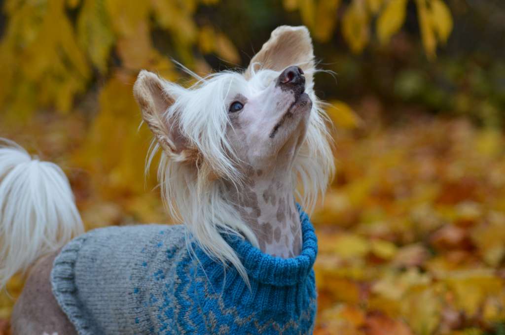 Sirocco Touched By Thorns N Velvet