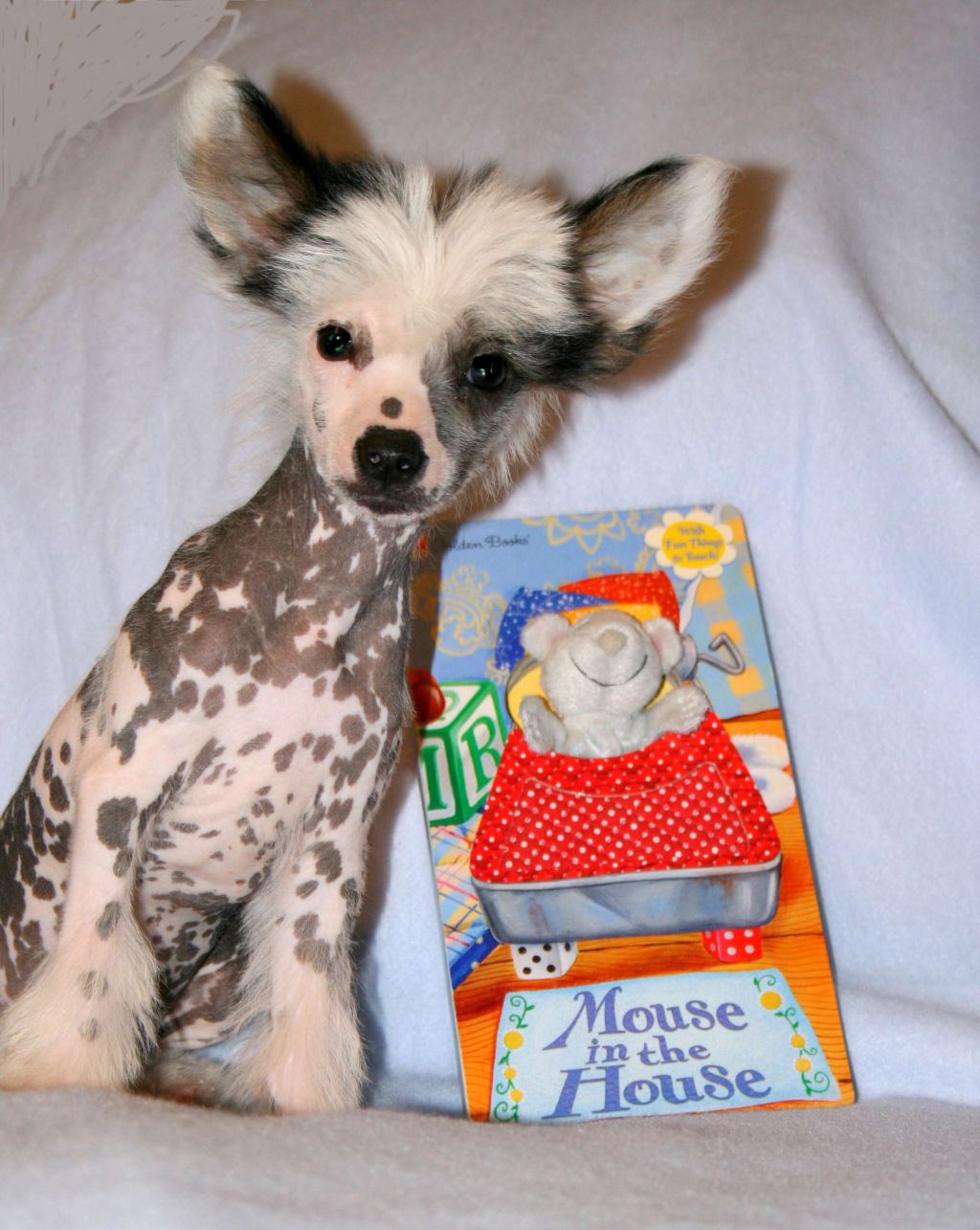 EverCrest's There's a Mouse in the House