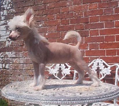 Doucai Royal Love at Loveland