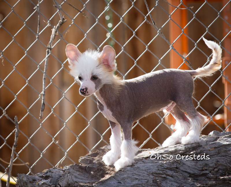 OhSo Dragons Dream Too