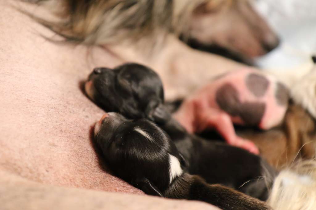 Tinklecrest Glittering Moonbeam