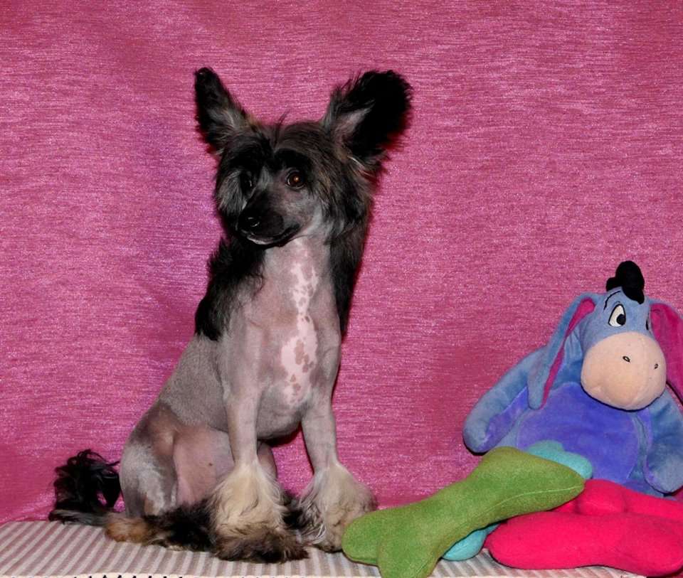 NUGAT Romantico Reggae