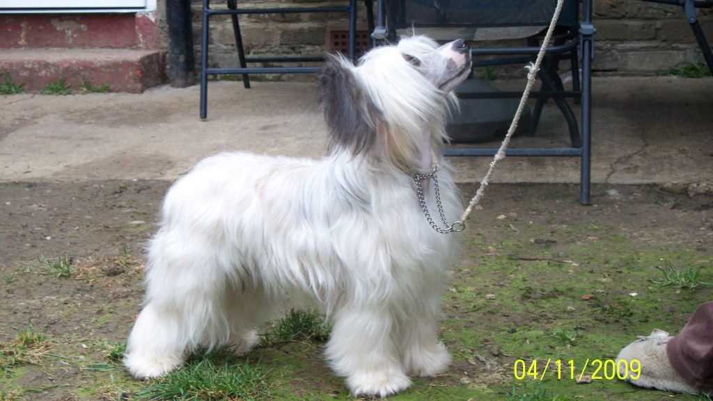 Doucai Pop My Cork Kaikodol