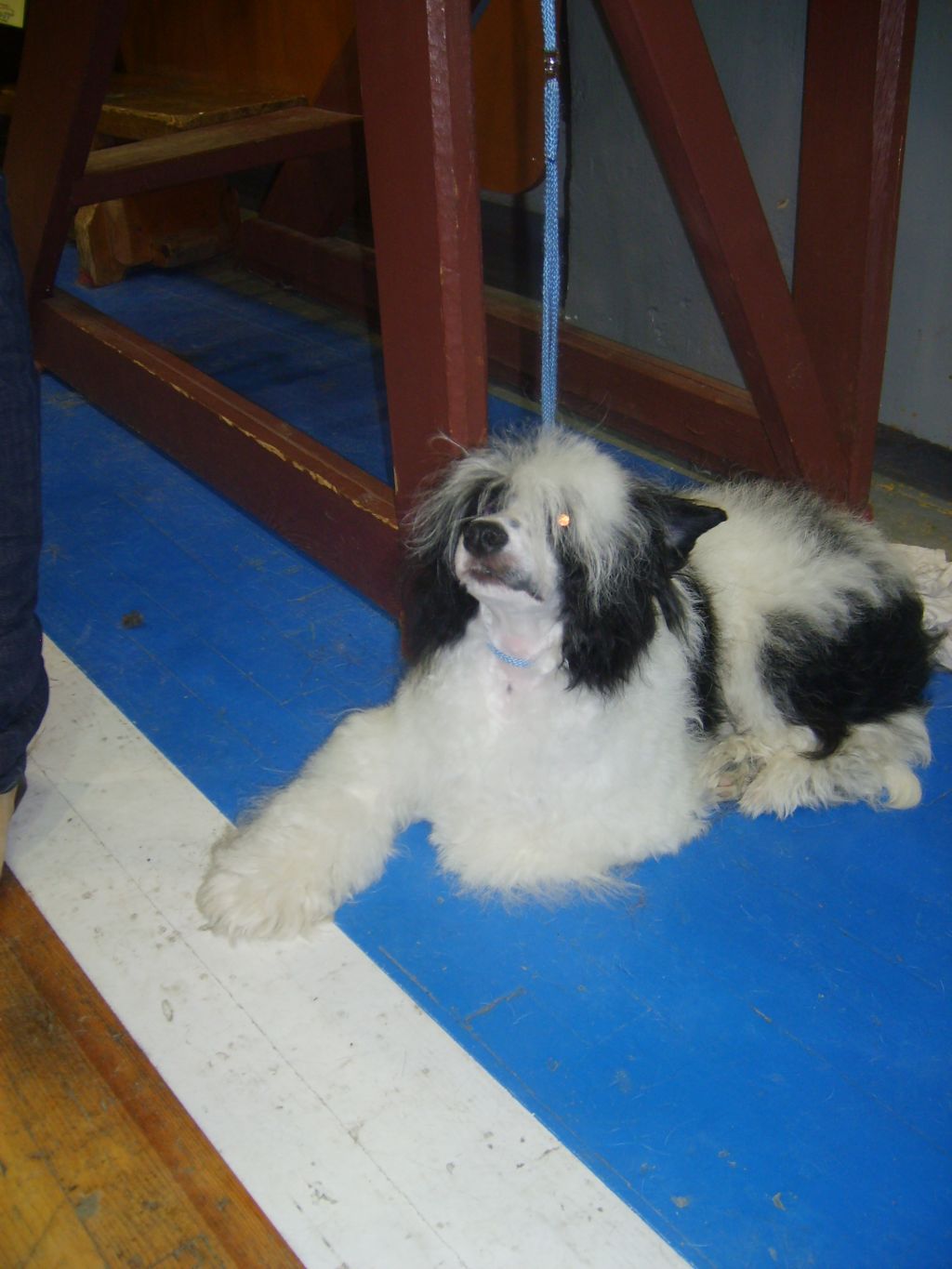 Tamerlan Fju Chin Mitau