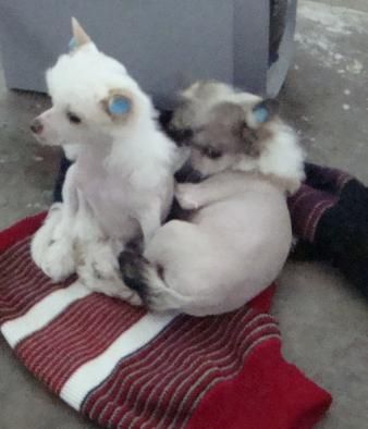 Aingeal's Celtic Frost