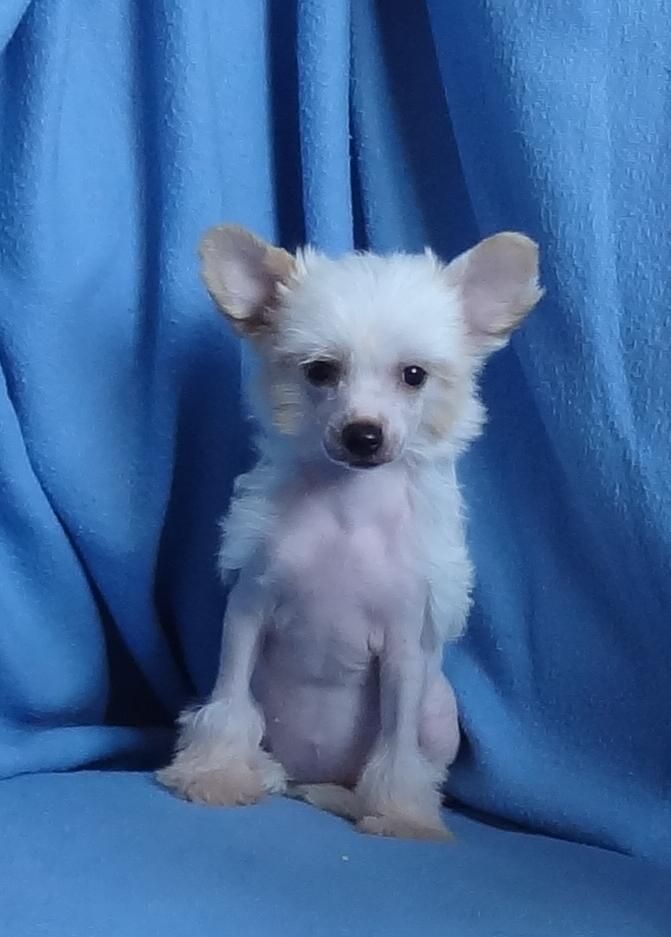 Naimuluna Line Rapuncel