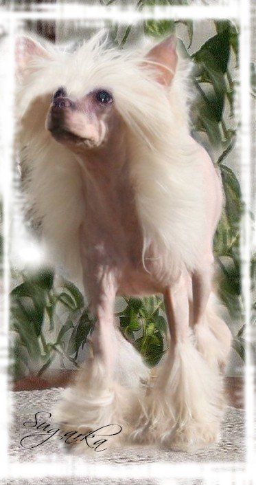 Taijan Dreamer Sugar Baby