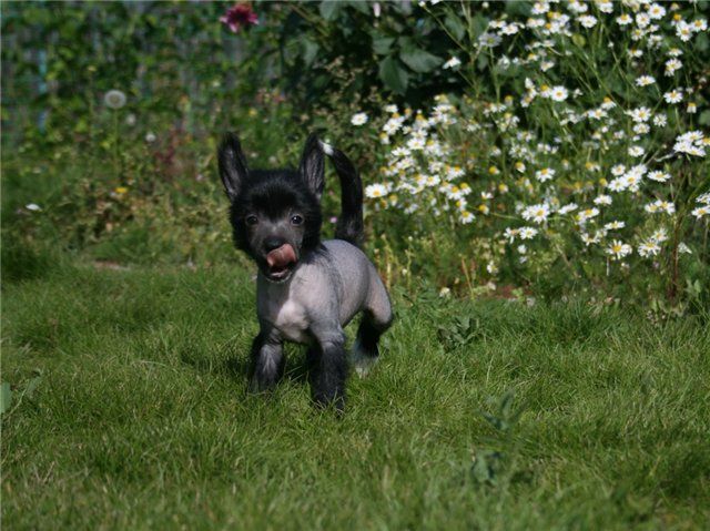 Sky Miracle Arabian Night