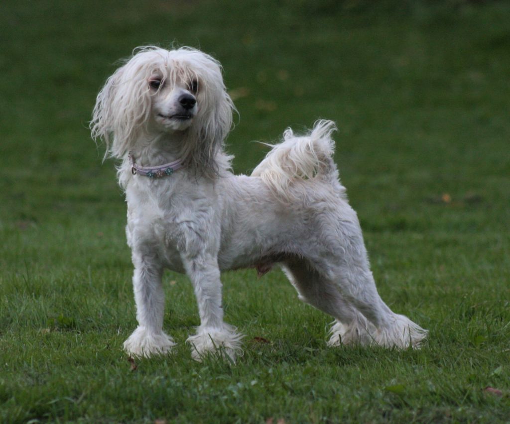 Eugenios Troika Chocolate