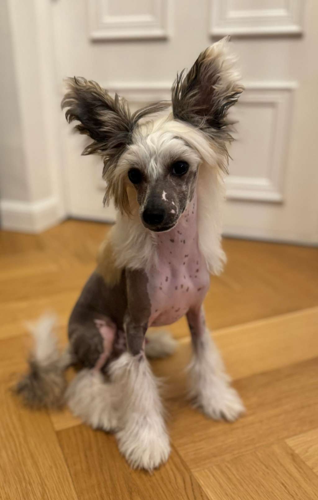 Joyway's Star Sparkle