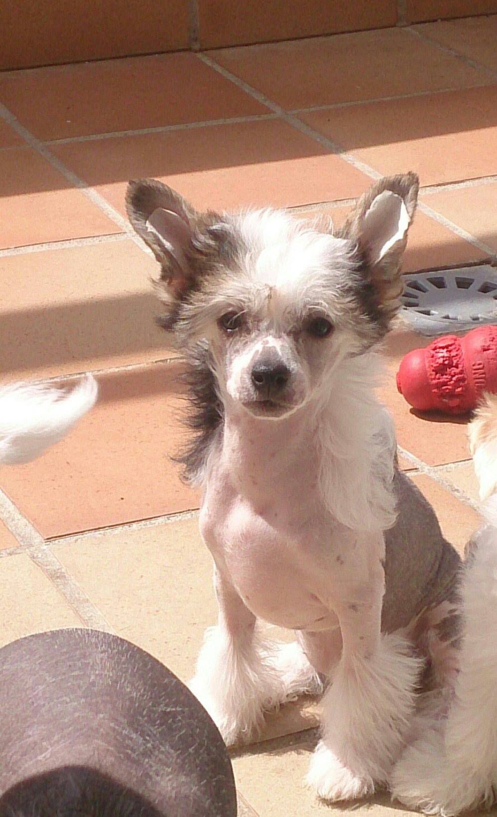 Black Celebration de Ockham