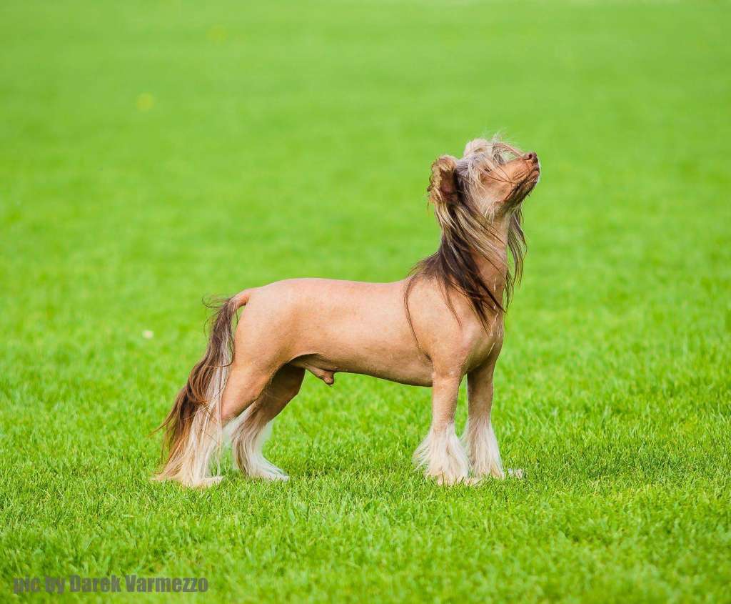 Dzentelmen jak sie patrzy Zaczarowany Flet