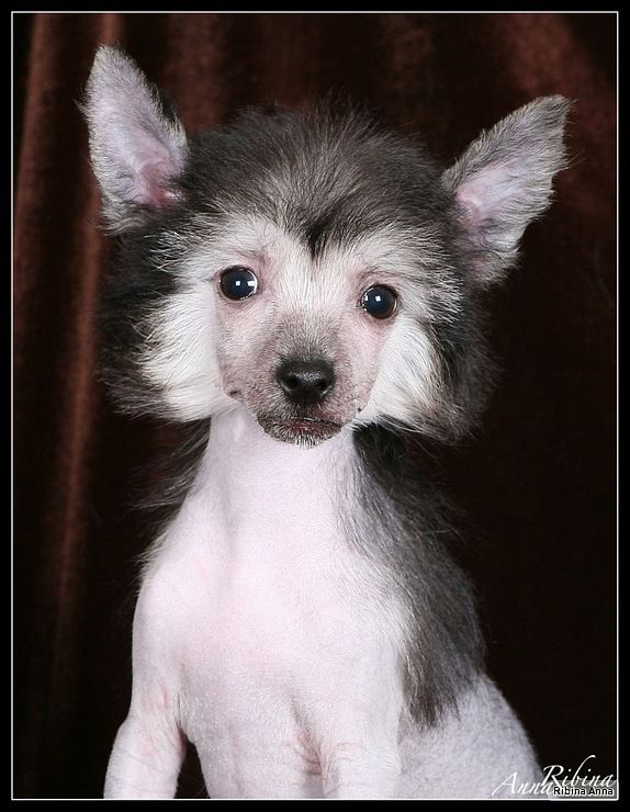 Dogland Happy Tegola