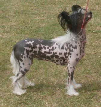 Laceylou Chiquitia at Deecosta