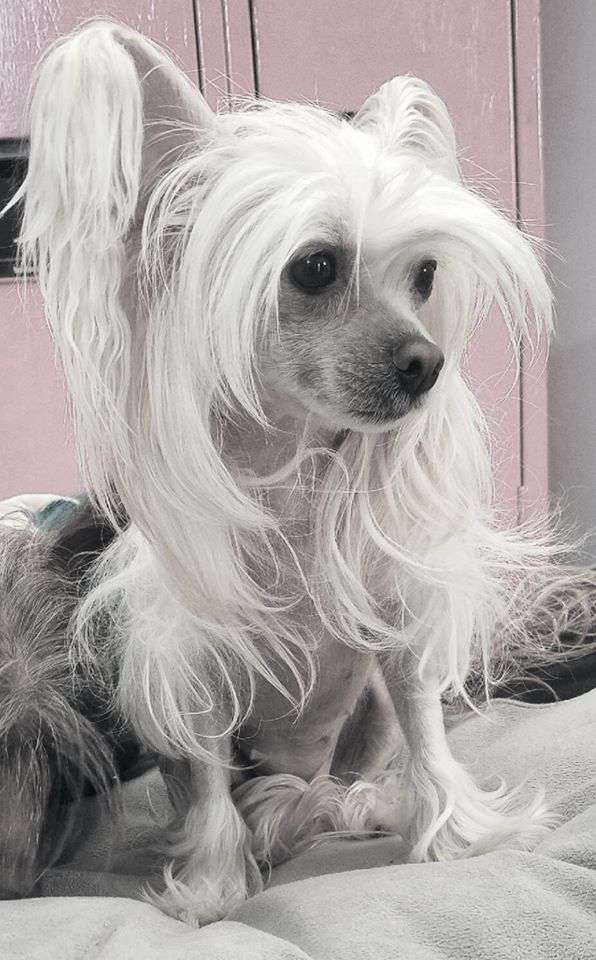 Magic of Success Juicy Peach