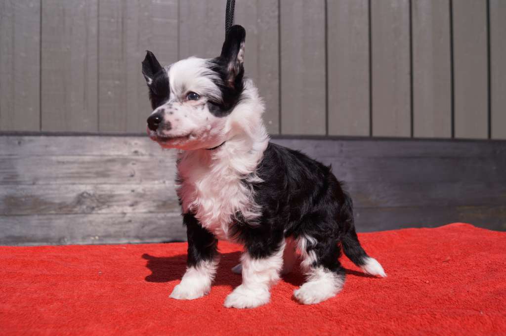 Miakoda's Devils Li'L Mistress