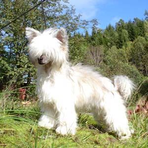 Blå Mandag's Snorkfrøken