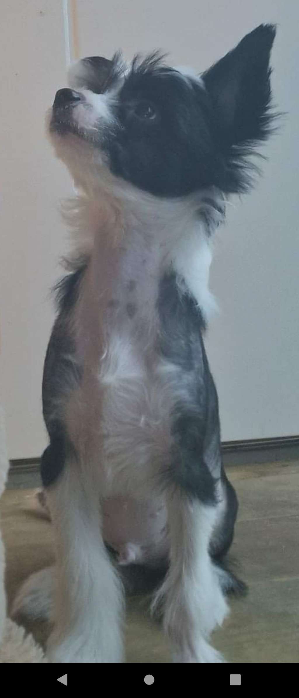 Crestilux Jolly Jumper