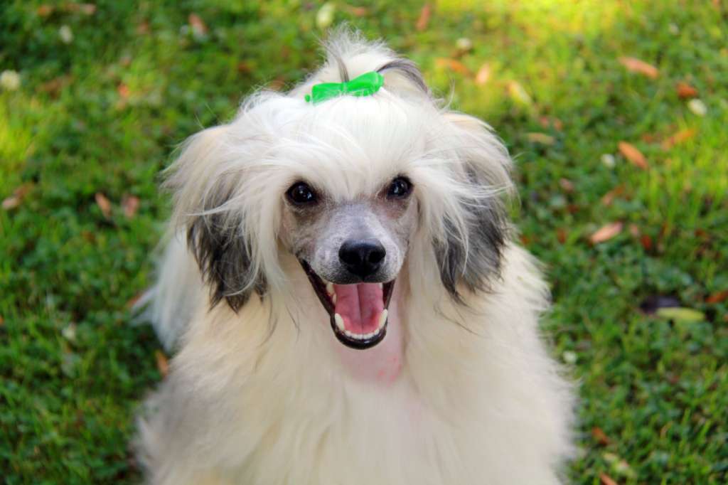 Tinklecrest Chocolate Dream