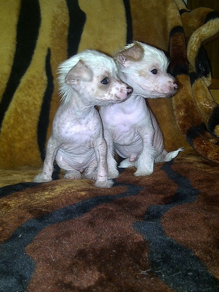 Little Dare Devil D.....