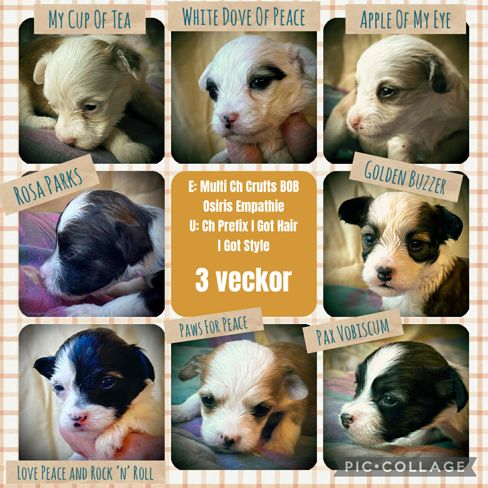 Prefix White Dove Of Hope