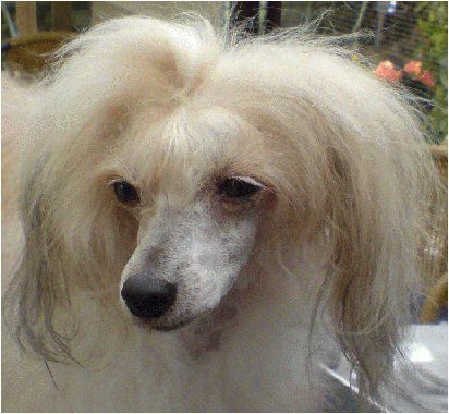 Philelen Hot 'N' Spicy