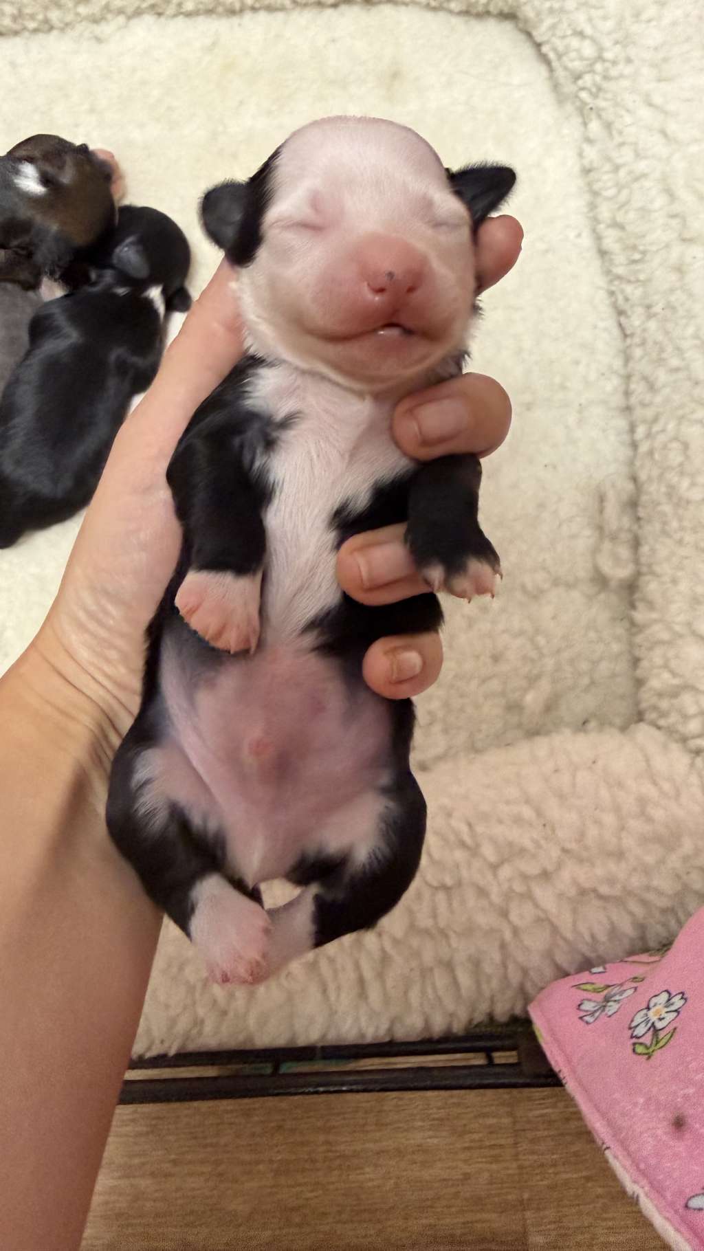 Marydance Rahat Lukum