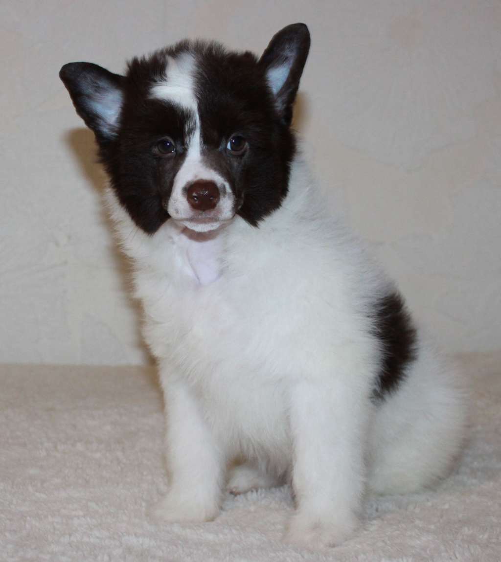 Neon  Light Iz Clana Timurlana