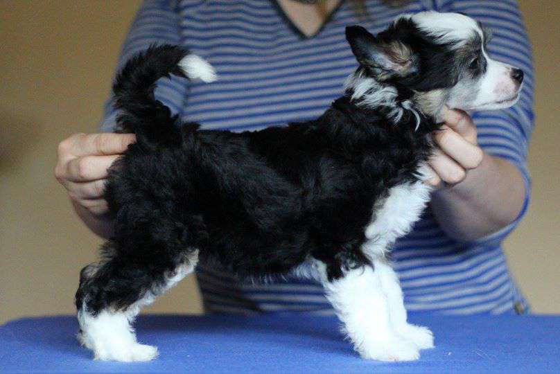 Starlight Rosa Thea Fci