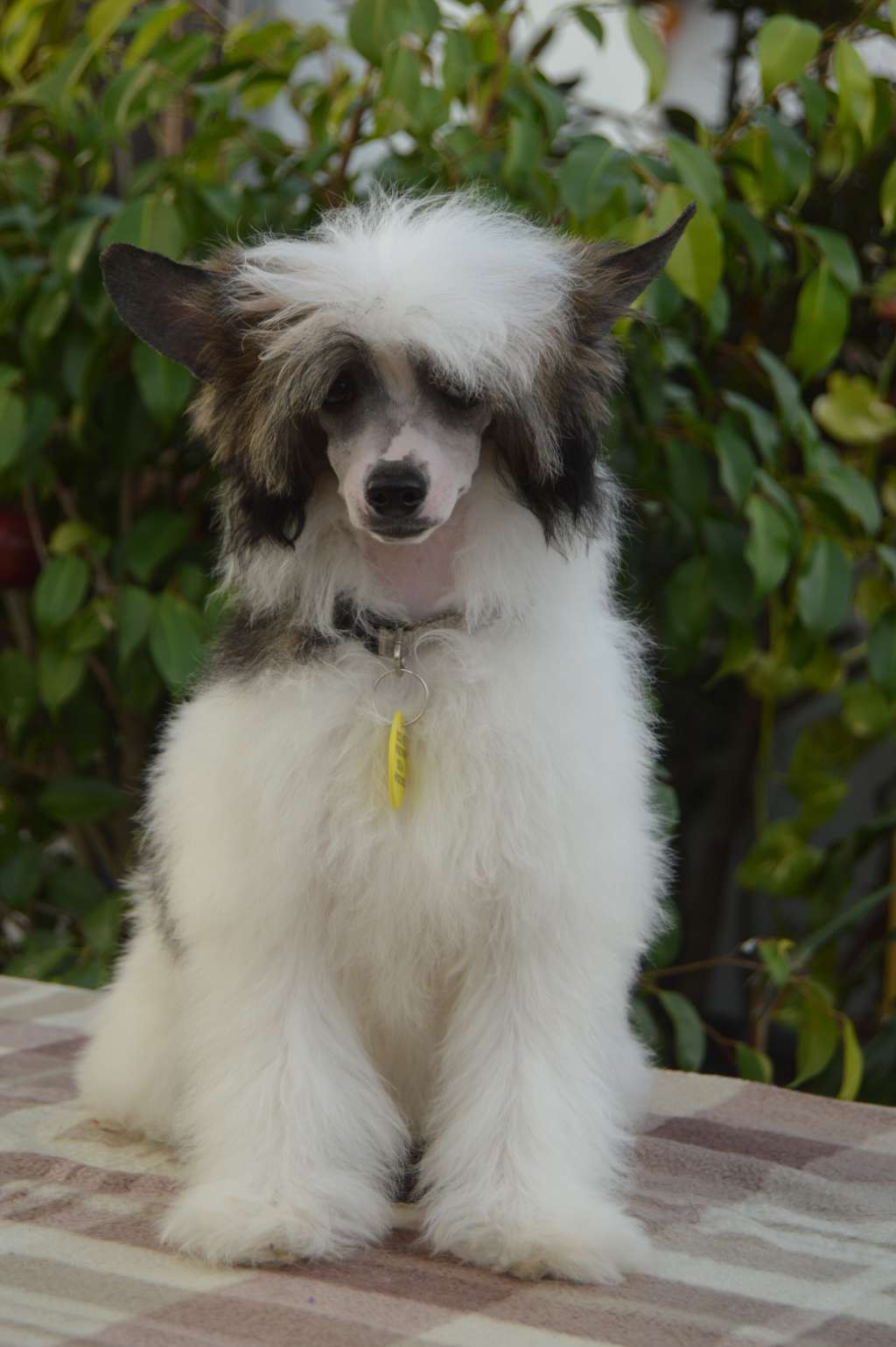 Hermion Of Komorebi Dreams