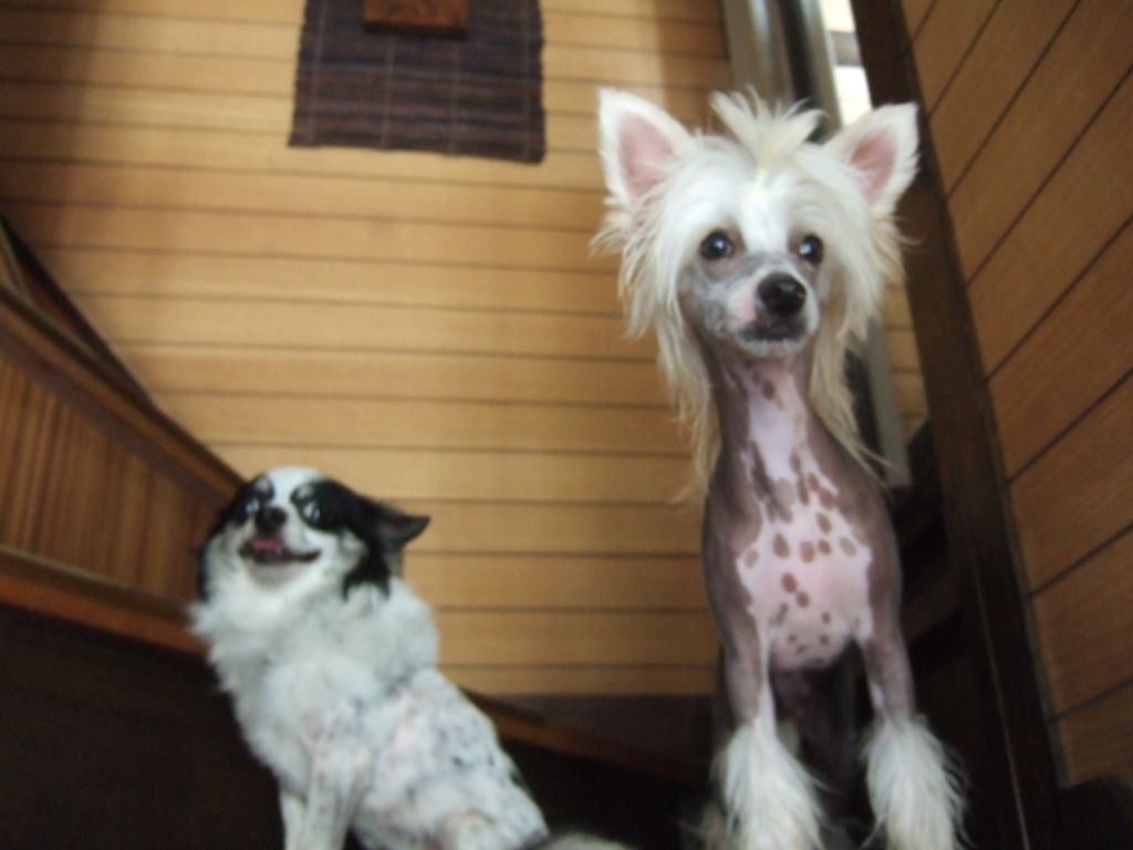 Rino Anne JP Rising Sun