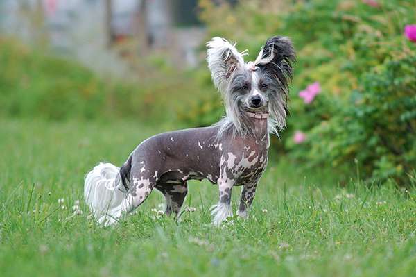 Bella Stella Zaczarowany Flet