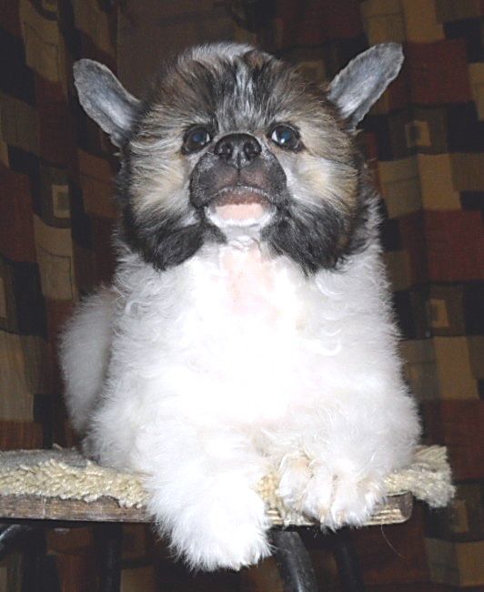 Irgen Gold Ussi Beyonce