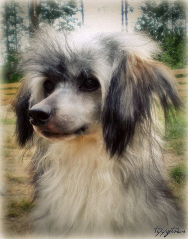 Tippytoes Le Mousquetaire