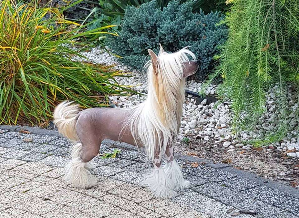 Bronze Blossom Gambitas