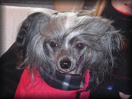 Blue Wing's Aloha Donald Duck