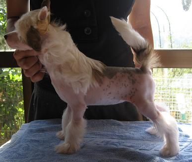 Rino Anne JP Ave Maria