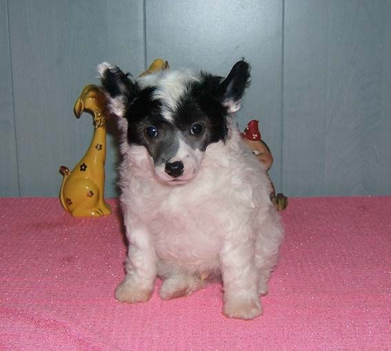 Shanel Glamour Hugo Batterly