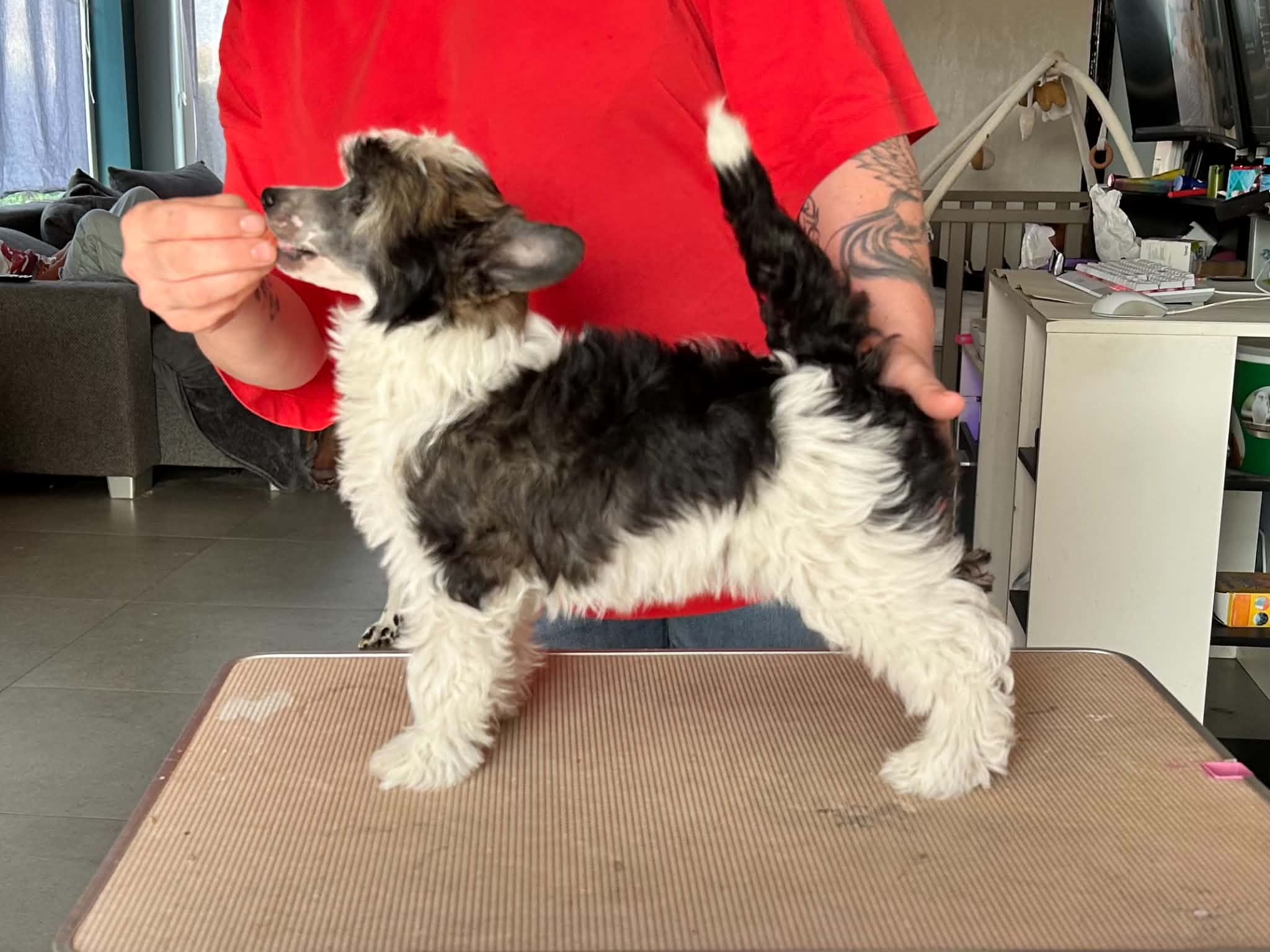 Zero Tolerance Ziggy Stardust