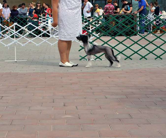 Prima Vsekh Serdets Iz Ordena Ekate-Riny