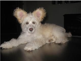 Zaffe's Miracle Julian